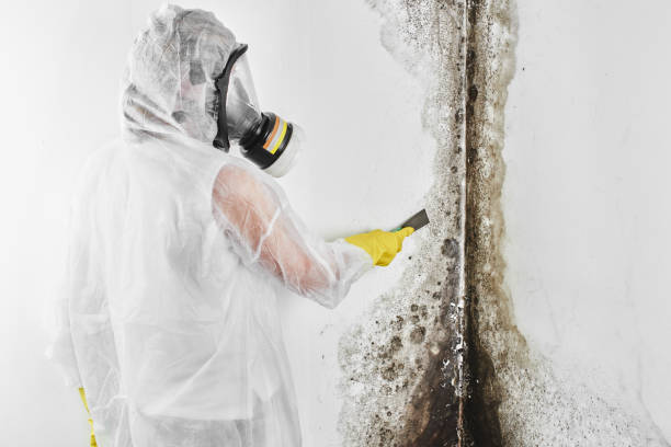 Best Insurance-Related Mold Remediation in Montclair State University, NJ