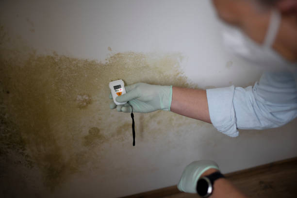 Best Residential Mold Remediation in Montclair State University, NJ