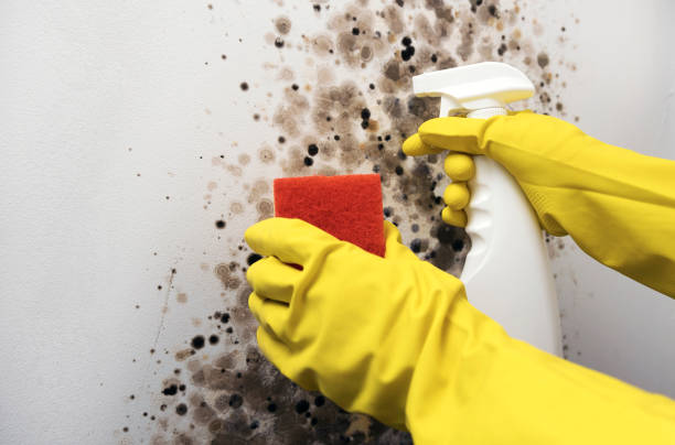 Best Bathroom Mold Remediation in Montclair State University, NJ
