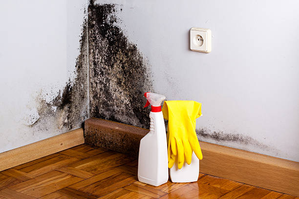  Montclair State University, NJ Mold Removal Pros